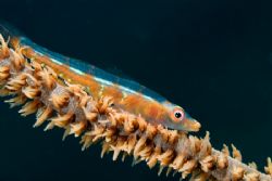 Whip coral goby. by Andy Lerner 